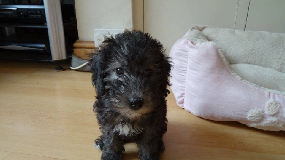 Puppy Edie