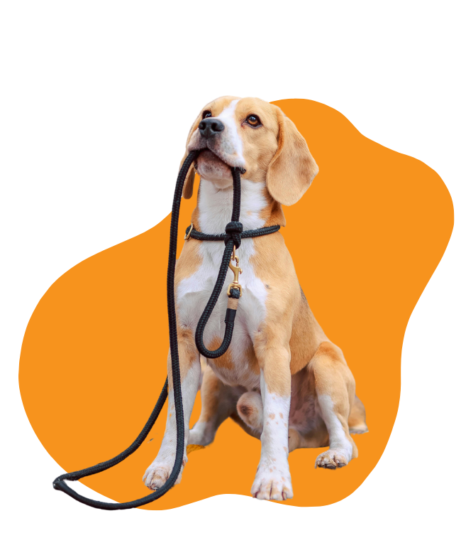 dog trainer durham