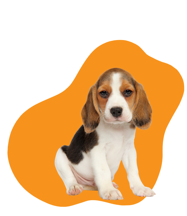 puppy training