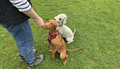 pup training classes